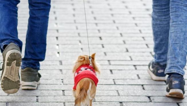 Actualmente hay alrededor de 160 establecimientos a los que se puede ir a comprar con perro en Zaragoza.
