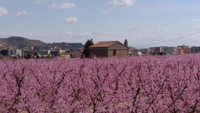 Los árboles frutales ya anuncian la primavera en el Bajo Cinca. Digital