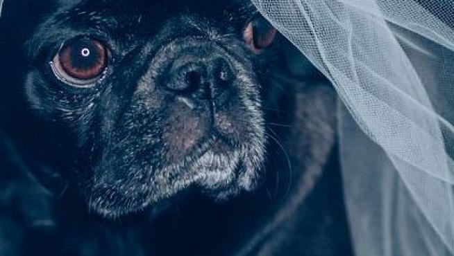Una boda masiva de perros en EEUU aspira a entrar en el Libro Guinness