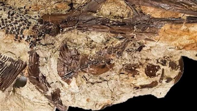 Pez espátula fósil hallado en Tanis. El estudio de los fósiles de este yacimiento ha permitido postular que el impacto del asteroide se produjo en primavera.