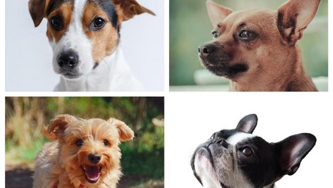 Combo de imágenes de varias razas de perro