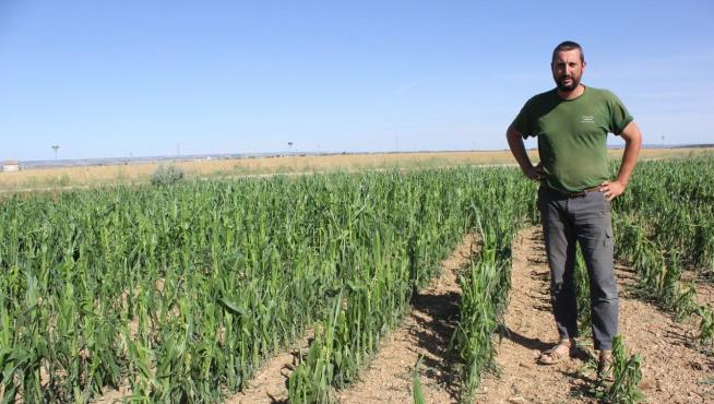 Raúl Piquero, agricultor de Poleñino, muestra los daños sufridos por el maíz en una finca del municipio.