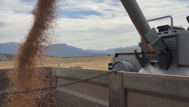Una cosechadora en plenas labores de recogida de cereal, una campaña que este año está rodeada de grandes incertidumbres.