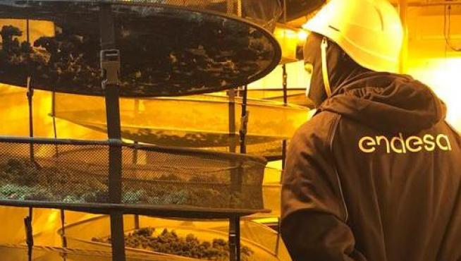 Un técnico de Endesa inspecciona una plantación de marihuana.