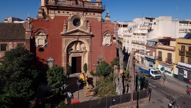 Ya solo queda visible el tronco principal del ficus centenario de San Jacinto, en Sevilla.
