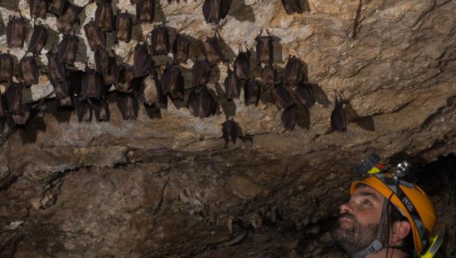 José Manuel Sánchez, naturalista zaragozano experto en murciélagos, con varios ejemplares.