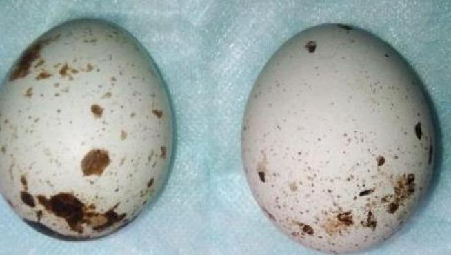 Los huevos de milano, tras ser recuperados