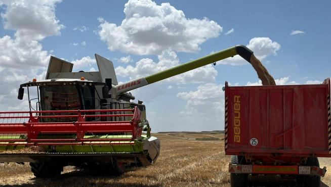 Un agricultor recogía este martes su cereal en una explotación de secano de Almudévar (Huesca).