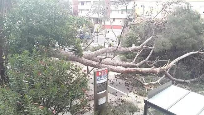 Cae un árbol de grandes dimensiones y obliga a cortar parte de la calle Rioja