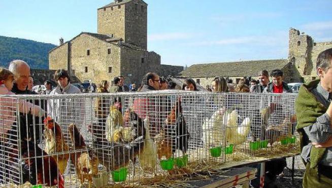 Exhibición de pollos y gallinas en una pasada edición de la Ferieta de Aínsa