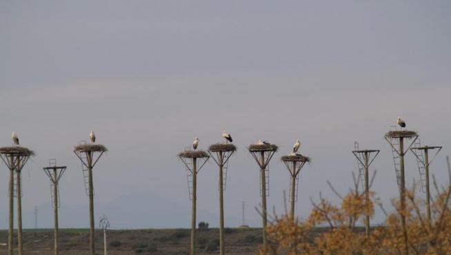 Las cigüeñas han copado casi todos los postes colocados junto al Flumen en Poleñino