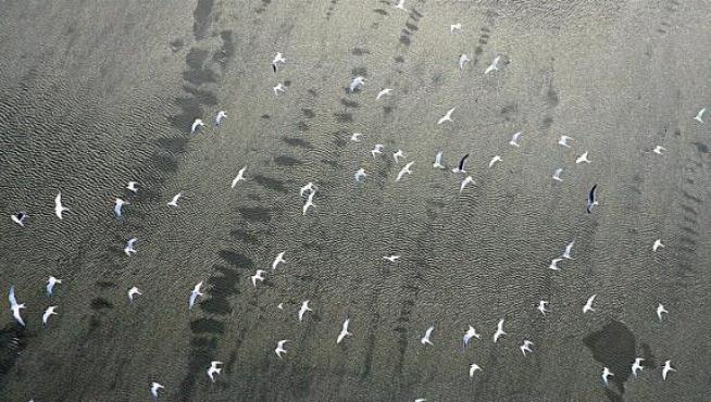 Una bandada de pájaros sobrevuela la mancha de crudo en el Golfo de México, ayer.