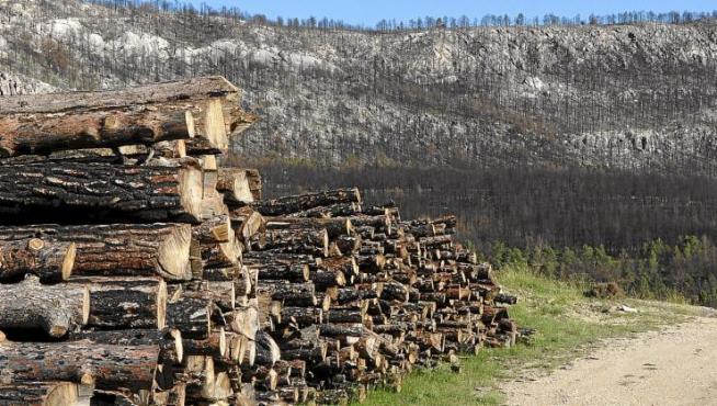 Ya han comenzado la limpieza de los montes y la retirada de troncos, aunque todavía quedan muchas zonas con pinos quemados.