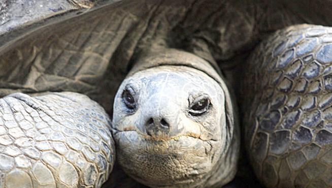 Una tortuga gigante