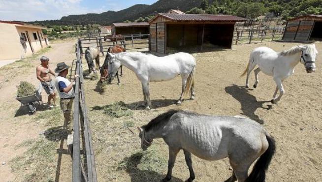 Trabajadores del centro hípico Alcafas suministran forraje a los caballos del establecimiento.