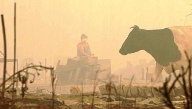 La sequía y los incendios han arrasado una cuarta parte de los cultivos de cereal en Rusia.