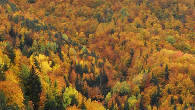Bosque de La Pardina del Señor, entre Fanlo y Servisé