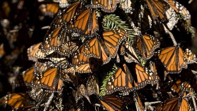 Falange escaldadura semanal El largo viaje de la mariposa monarca