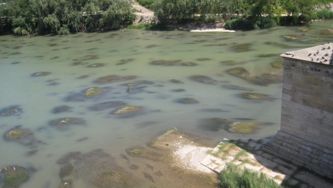 Algas en el Ebro, desde el puente de Piedra