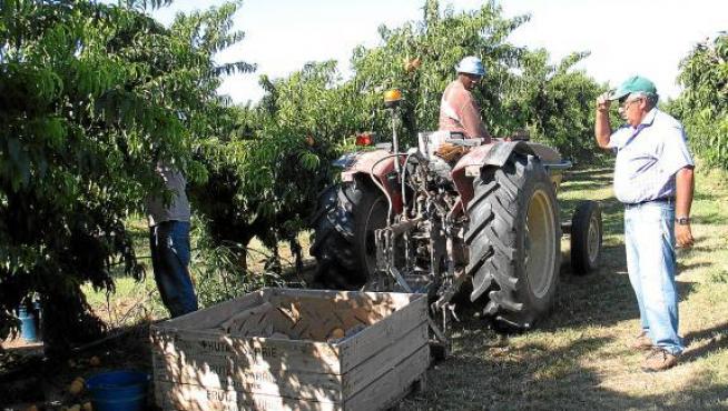 José Adolfo Florences, supervisando ayer los trabajos de recogida de melocotón en su finca.