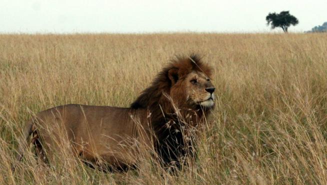 Varios leones matan a un supuesto cazador furtivo en Sudáfrica | Noticias  de Sociedad en 