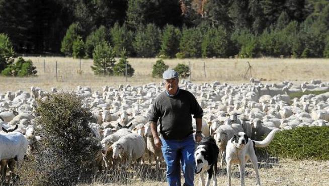 Urbano Soriano, con el rebaño de ovejas con el que hará el viaje a pie hasta los pastos de Jaén.