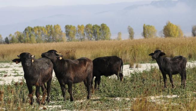 La manada de búfalos, compuesta por ejemplares jóvenes, pasta entre la vegetación.