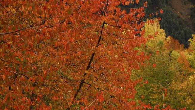 El paisaje otoñal de los bosques altoaragoneses cuenta durante estas fechas con el particular color de este árbol asilvestrado.