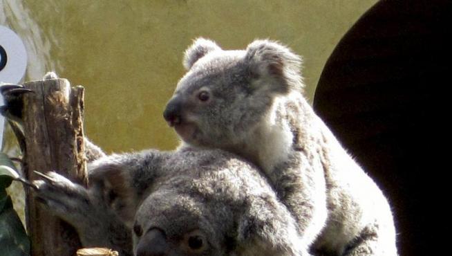 Los koalas serán declarados 