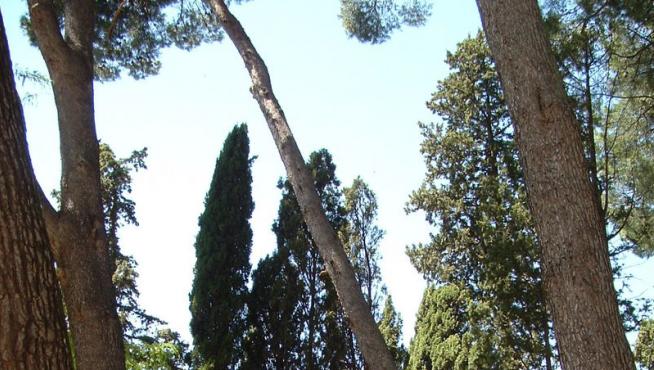El pinar del parque Miguel Servet de Huesca, donde también pueden encontrarse cupresáceas