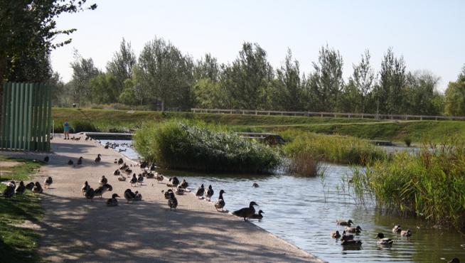 Los patos pueblan el parque 'Luis Buñuel'