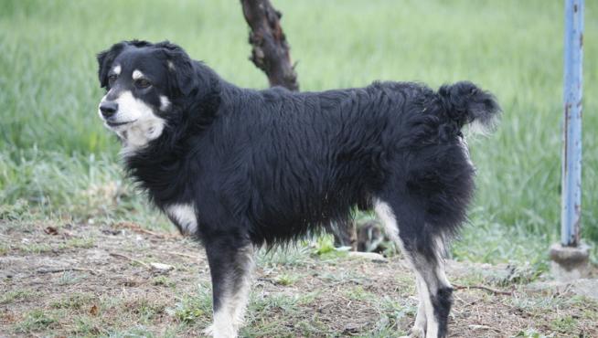 Un ejemplar actual del Can de Chira, el perro pastor aragonés.