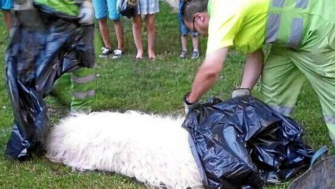 El perro, un mastín de 57 kilos, tras ser abatido