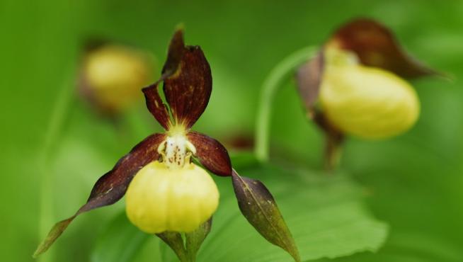 Ejemplar de la orquídea zapatito de dama