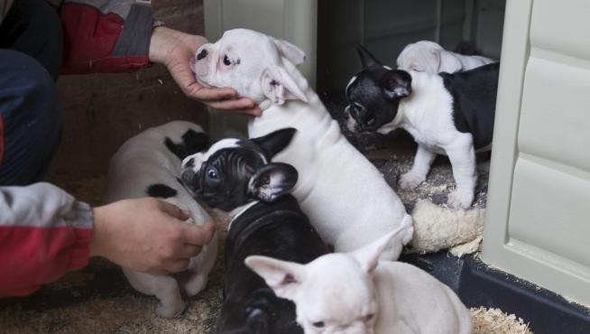 El Centro Municipal de Protección Animal ha conseguido ya acogida temporal para 110 cachorros