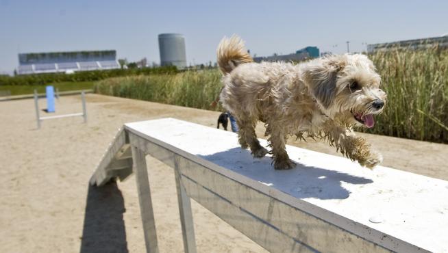 Un perro practicando 'agility' en el Parque del Agua