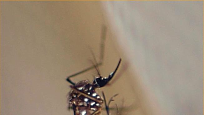Mecanismo de entrada del virus del dengue en las células.