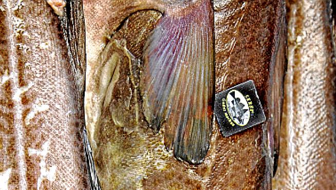 Skrei noruego identificado.