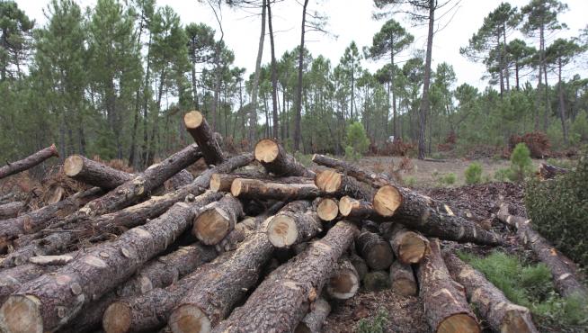 La comunidad genera unas 600.000 toneladas de biomasa forestal cada año.