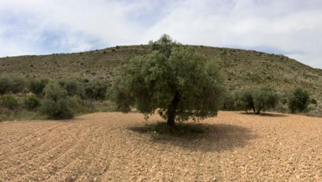 Los olivos han sido uno de los cultivos más afectados en 2014