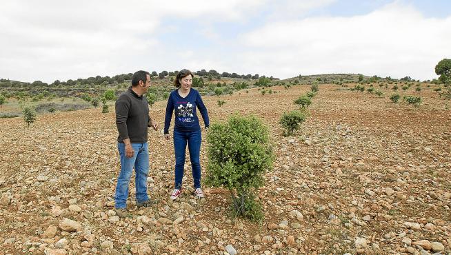 El truficultor Fernando Colás y la alcaldesa, Yolanda Salvador, en una plantación trufera de Albentosa.