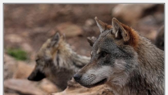 El número de manadas de lobos ha descendido en Soria en los últimos años