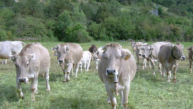 Algunas de las vacas ecológicas de Javier Cazcarro
