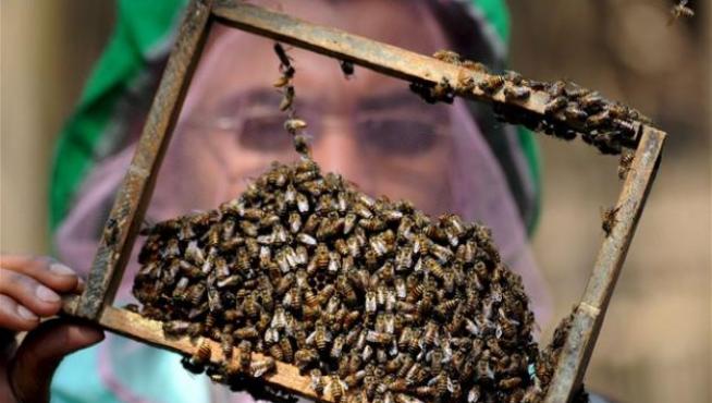 Un criador de abejas examina una colmena.