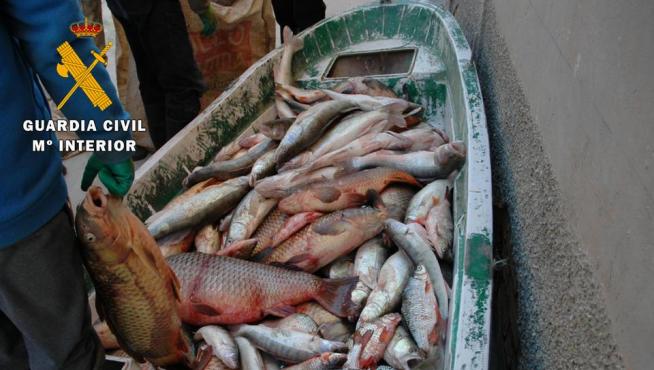Detenidas seis personas por capturar ilegalmente 2.300 kg de pescado en Mequinenza