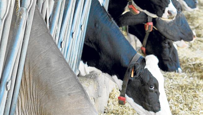 Explotación de vacas de leche en la provincia.