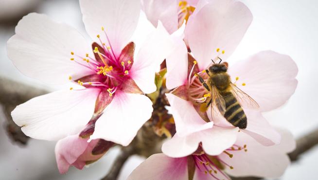 Una abeja recolecta el polen de una flor de almendro.