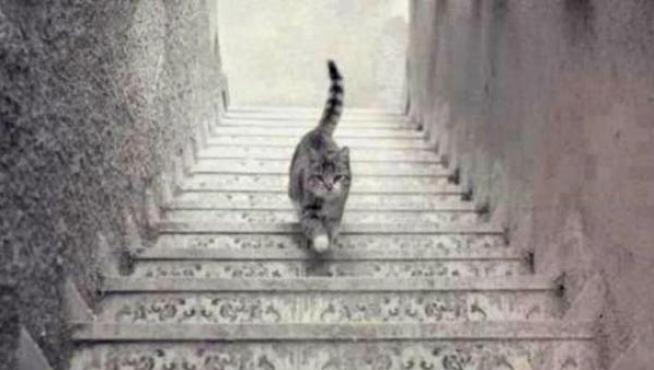 ¿Este gato sube o baja las escaleras?