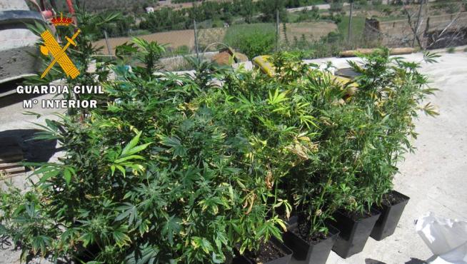 Un total de 32 plantas de marihuana en avanzado estado de crecimiento
