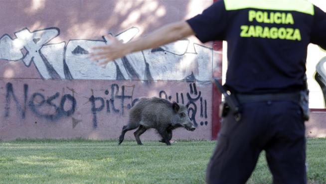 Un jabalí, de visita este lunes en el barrio de Parque Goya, en Zaragoza.